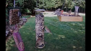 4K LIVE Bird Watching Feeder Cam TV for Cats Cardinals Woodpeckers Finches Sparrows [upl. by Vaughn387]