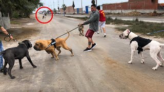 Fila brasileiro  Mastin Napolitano  Bull Terrier amp Dogo Argentino coinciden en un caminata [upl. by Ahsitak673]