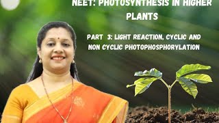 NEET PHOTOSYNTHESIS IN HIGHER PLANTS PART3 LIGHT REACTION CYCLICampNON CYCLICPHOTOPHOSPHORYLATION [upl. by Dombrowski]