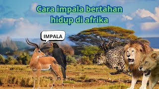 Impala Antelop Elegan dari Afrika yang Penuh Keajaiban [upl. by Bridget]