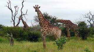 SOUTH AFRICA giraffes Kruger national park hdvideo [upl. by Llenrrad]