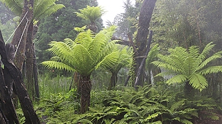 DICKSONIA ANTARCTICA LA FOUGÈRE DU BOUT DU MONDE QUI SE PREND POUR UN ARBRE [upl. by Anitak]