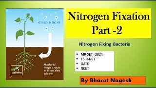 nitrogen Fixing bacteria Biological nitrogen fixation [upl. by Haropizt869]