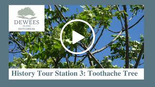 Dewees Island History and Nature tour Station 3 Toothache Tree [upl. by Andrea]