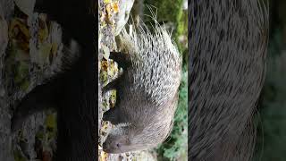 Indian Crested Porcupine Hystrix indica  Observed in Description [upl. by Whang91]