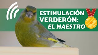 🎶CANTO ESTIMULADOR PARA VERDERON ¡Hace que el VERDERON cante sin interrupción 20 minutos MAESTRO [upl. by Ardnazxela]