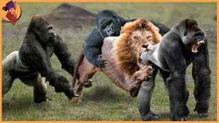 15 Gorillas And Chimps Battling Each Other And Other Animals [upl. by Manup15]