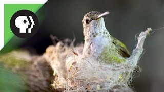 Hummingbird Builds Tiny Nest [upl. by Marilee]