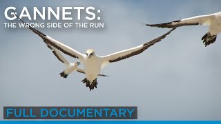 Gannets The Wrong Side of the Run Full Documentary  Earth Touch TV [upl. by Lancelle773]