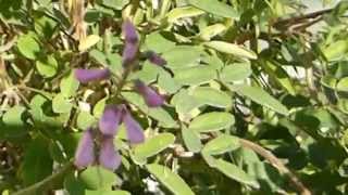 Indigofera tinctoria  Blue Dye plant  Indigo  Indígó  Litunarjurtir  Garðskálaplanta [upl. by Illak]