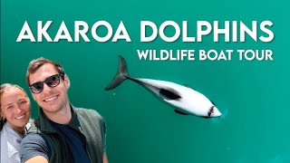 New Zealand VLOG  Finding the Worlds Smallest Dolphin  Akaroa Dolphins Boat Cruise [upl. by Bradly]