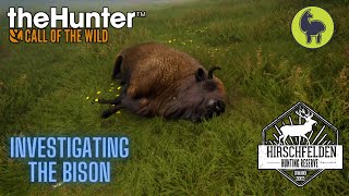 Bhandari Investigating the Bison Hirschfelden  theHunter Call of the Wild PS5 4K [upl. by Rainie]