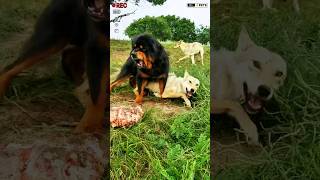 Monster Tibetan Mastiff dog vs Pack of Wolfs shorts viralshort ytshorts [upl. by Waylen]