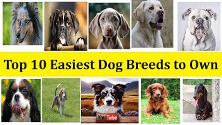 Pitbull Dog Breed Types Differences Appearances and Characteristics [upl. by Atinomar885]