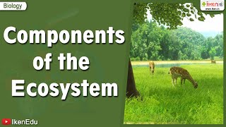 Components of the Ecosystem  Science videos  iKen  iKen Edu  iKen App [upl. by Friede455]