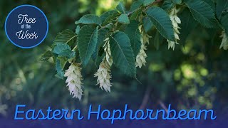 Tree of the Week Eastern Hophornbeam [upl. by Haliak376]