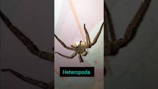 heteropoda 140 shorts trending viral [upl. by Zachar]