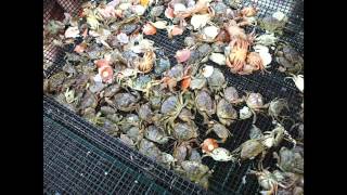 Sea Scallop Farming in Maine Seed Handling and Bottom Cages [upl. by Landel]