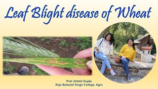 Leaf blight disease of wheat  Prof Jhilmil Gupta  प्रो झिलमिल गुप्ता [upl. by Atilal22]