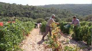 VENDANGES À LA GRANGE DES PÈRES by LOTEL DU VIN [upl. by Ynomrah]