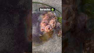 Barnacles on Sand Dollar [upl. by Ettesoj867]