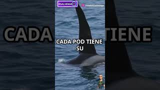 ¡Super inteligentes Ballenas ORCA facebook instagram whatsappstatus whatsapp animals wildlife [upl. by Uriiah]