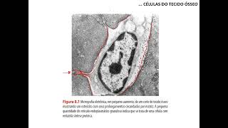 Tecido ósseo  parte 1 [upl. by Ecirad]