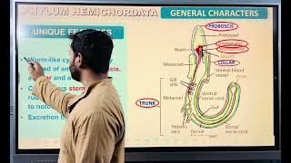 Phylum hemuchordeta for class 11 or neet [upl. by Reivad377]