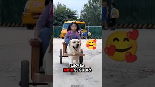 Este PERRO lleva a su dueño de la escuela a casa 🥰❤️ 巴顿拉布拉多  Douyin [upl. by Malsi]