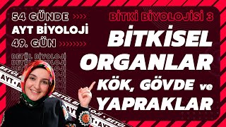 49 Bitkisel Organlar  Bitki Biyolojisi  12 Sınıf Biyoloji  2024 AYT Biyoloji 49 Gün [upl. by Anilag]