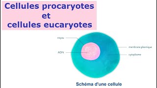 Les cellules procaryotes et eucaryotes [upl. by Matthia]