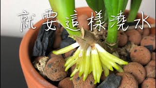 蘭花小章魚蘭春天的養護 根像雨後春筍encyclia radiata anacheilium radiatum） [upl. by Mehalick]