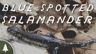 BlueSpotted Salamander  Wild ID [upl. by Shirlene]