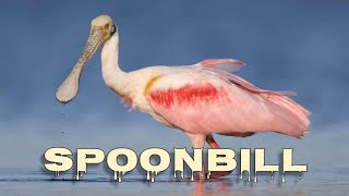 Roseate spoonbill call [upl. by Arraik]