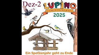 Lupino 2025  19 Ein Spatzenjahr geht zu Ende [upl. by Sebastiano320]