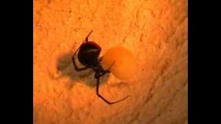 Redback Spider  Latrodectus hasseltii [upl. by Melitta]