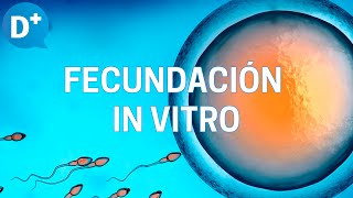 Fecundación in vitro Etapas y resultados [upl. by Kumler279]