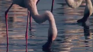 Flamingos Feeding on Lake Bogoria  BBC Studios [upl. by Darla]