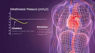 Intrathoracic Pressure Regulation IPR Therapy [upl. by Mei]