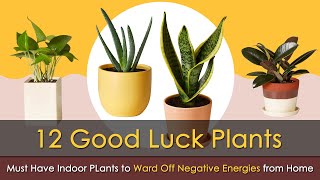 12 Indoor Vastu Plants Fengu Shui Plants That Will Defend Your Home Against Evil Eyes [upl. by Meir377]