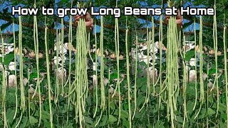 Growing Long Beans from Seeds at Home  Easy for Beginners [upl. by Ahseyt]