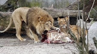 GRAPHIC  Giraffe Marius slaughtered in Copenhagen Zoo fed to lions [upl. by Grishilde62]