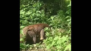 Comodo dragon eat goat 🐐animallifewildlifedangeranimal [upl. by Lexerd]