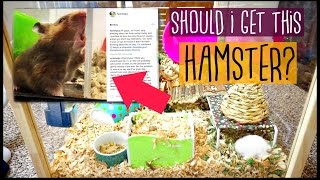 SHOULD I GET THIS HAMSTER 🐹  Petco [upl. by Ahsiekit294]