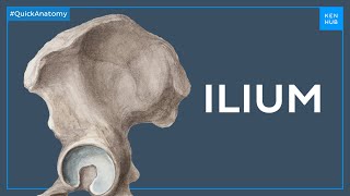 Anatomy of the ilium  Quick Anatomy  Kenhub [upl. by Ynffit]