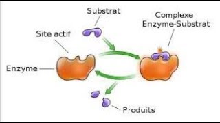 Rôle et mode daction des enzymes [upl. by Albarran]