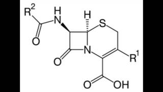 Cephalosporin [upl. by Marline751]