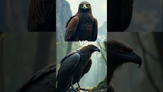 Eagle vs Vulture vs  falconcrow seagull toucan bird Macow pigeon [upl. by Anelahs]