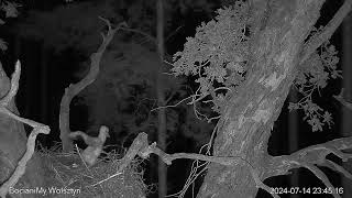 28dniowe pisklę bociana czarnego odstrasza kunę A 28dayold black stork chick scares away a marten [upl. by Idner]