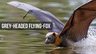 Talngai the Leucistic Greyheaded flyingfox [upl. by Alwin]